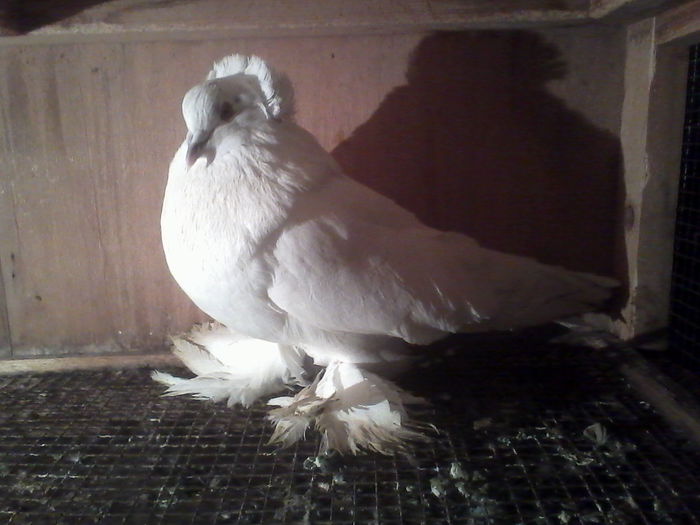 IMG_20150110_174426 - Porumbei Urias Maghiar