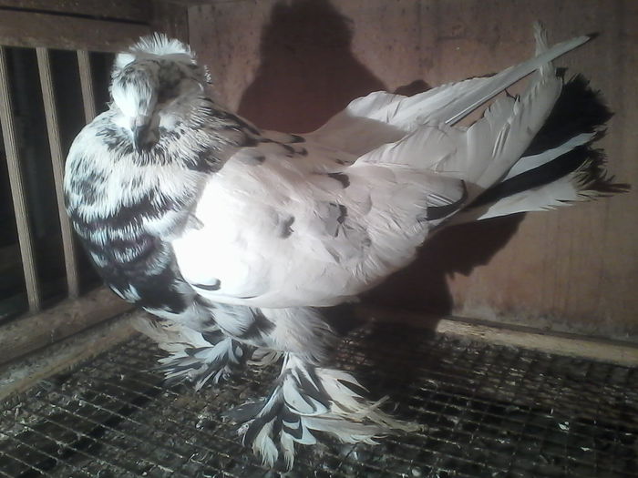 IMG_20150110_174806 - Porumbei Urias Maghiar