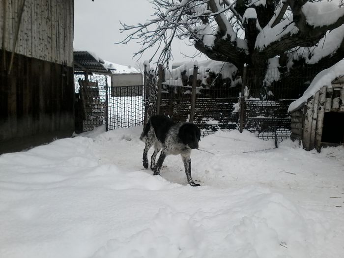 20150104_132447 - CIOBANESC DE BUCOVINA