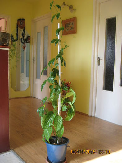 ghiveci la adapostul apartamentului. - Passiflora eludis- Maracuya