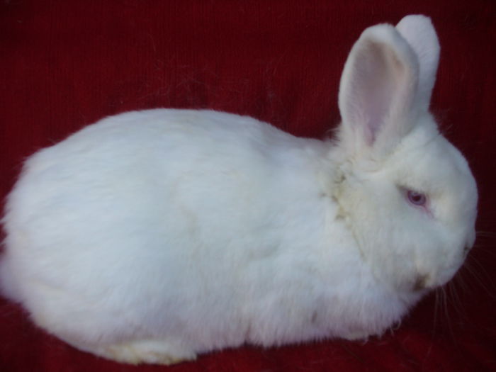 P1110554 - Mascul Neo nr 2 ianuarie 2015