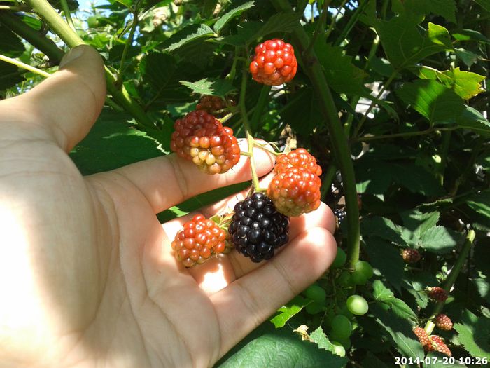 2014-07-20_10.26.02_16; Mur fara spini
