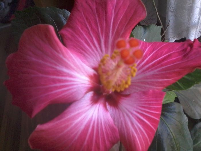 20150110_084918 - painted lady