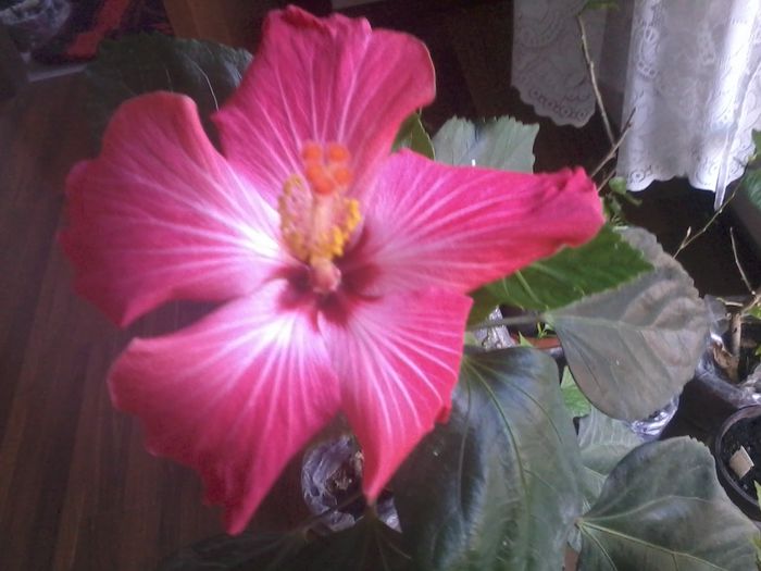 20150110_084935 - painted lady