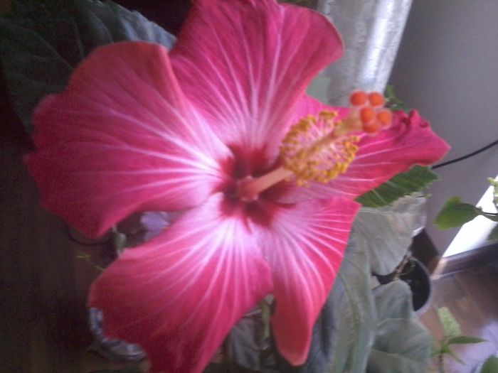 20150110_084939 - painted lady