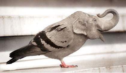 trompigeon - funny pigeons