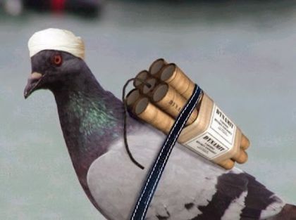 Pigeons-Dangers - funny pigeons