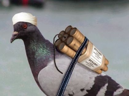 Pigeons-Dangers