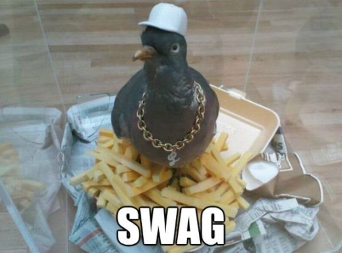 pigeon_swag