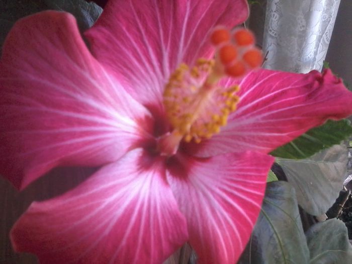 20150110_085009 - painted lady
