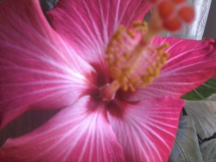 20150110_085013 - painted lady