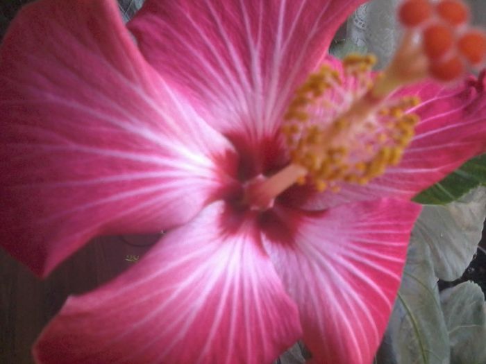 20150110_084957 - painted lady