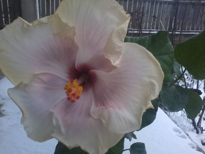 anna lynn - hibiscusi2015-1