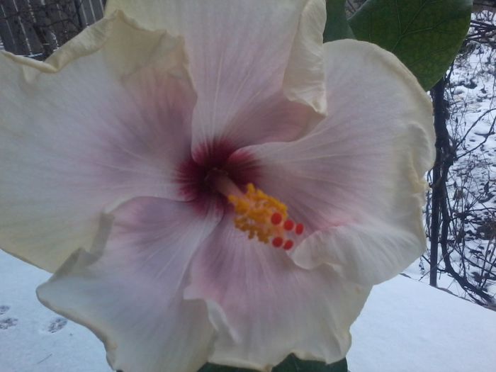 anna lynn -floare de iarna