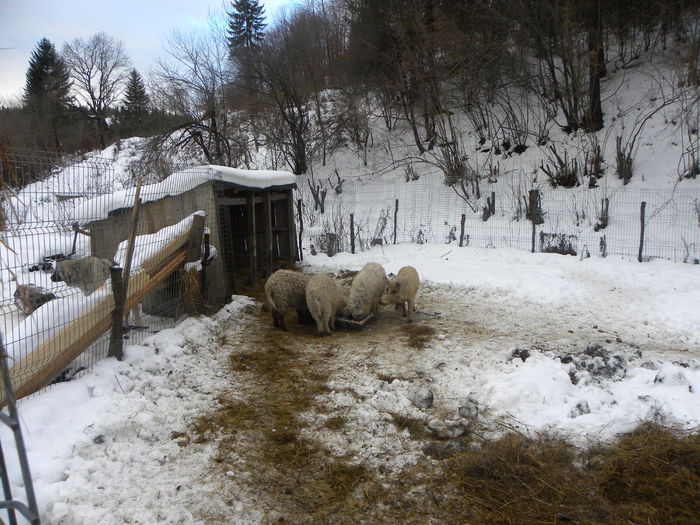 DSCN6440 - Ferma agroturistica cu cazare pensiune cabana hotel Bran Moeciu Rasnovdin Romania transilvania Braso