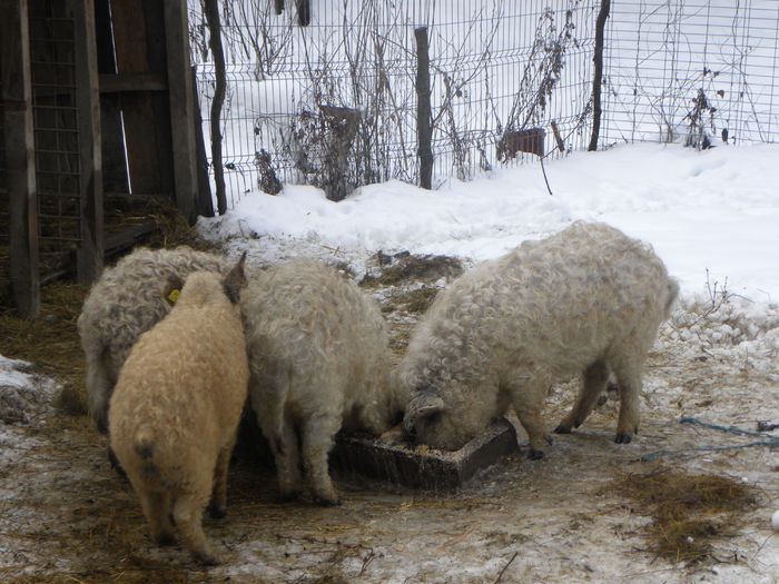 DSCN6441 - Ferma agroturistica cu cazare pensiune cabana hotel Bran Moeciu Rasnovdin Romania transilvania Braso