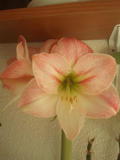 2015-01-04 10.57.17 - Amaryllis 2015