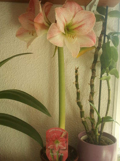 2015-01-04 10.58.08 - Amaryllis 2015