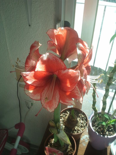 2015-01-11 12.16.36 - Amaryllis 2015