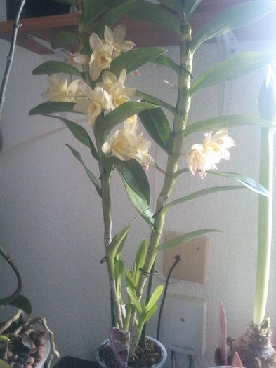 2014-12-28 17.05.57 - Orhidee dendrobium 2015
