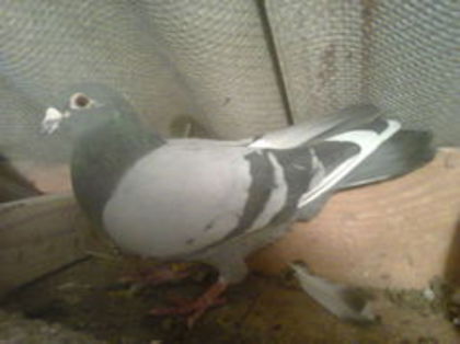 M 2009 RO - PORUMBEI CARE IAM VANDUT