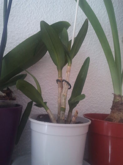 2015-01-11 13.45.46 - Orhidee dendrobium 2015