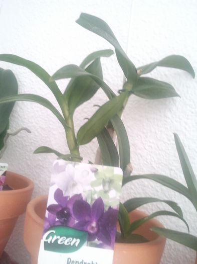 2015-01-11 13.48.03 - Orhidee dendrobium 2015