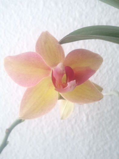 2015-01-11 13.47.07 - Orhidee 2015
