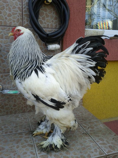 Cocos BHD 2 - Pasari