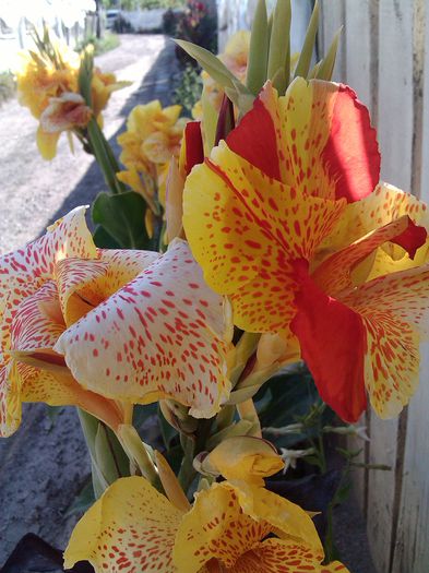 PHOTO_20140702_174215 - canna indica la ghiveci 2016