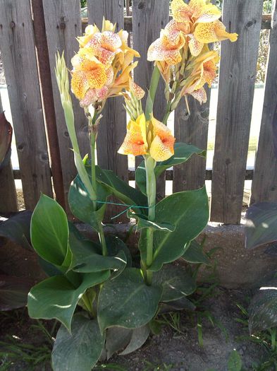 PHOTO_20140702_174302 - canna indica la ghiveci 2016