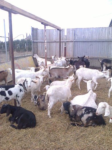 Fotografie0252; LA 11 ian 2015 detinem un efectiv de 55 capre si 6 tapi din 5 rase de lapte
