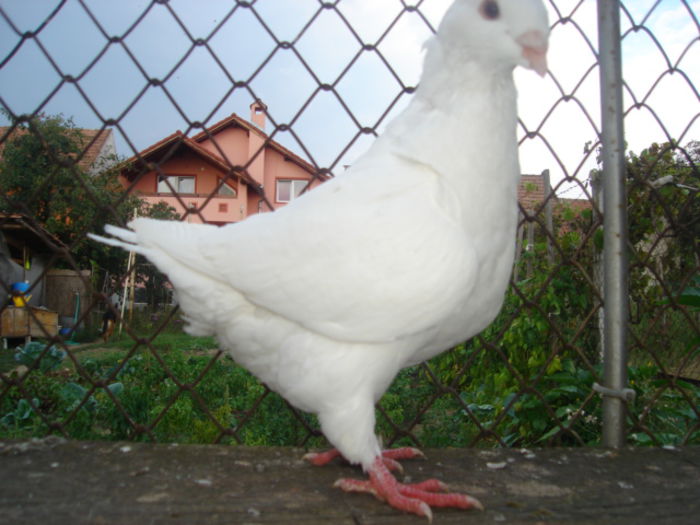 F 2014 - ARHIVA