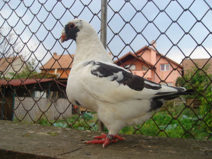 M 2014 - ARHIVA