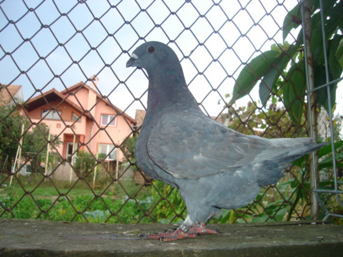 M 2014 - ARHIVA