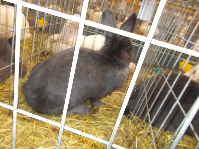  - EXPOZITIA          DIN MIERCUREA CIUC
