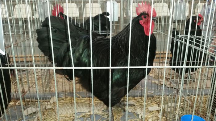 expo Miercurea-Ciuc 2015 - Australorp