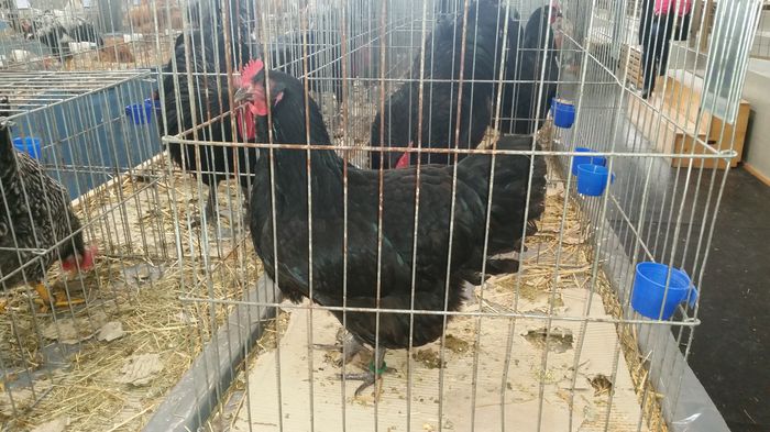 expo Miercurea-Ciuc 2015 - Australorp