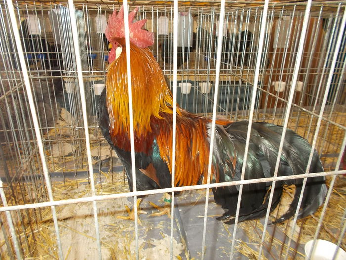  - EXPOZITIA          DIN MIERCUREA CIUC