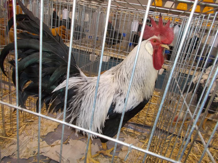 - EXPOZITIA          DIN MIERCUREA CIUC