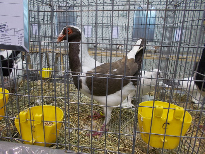  - EXPOZITIA          DIN MIERCUREA CIUC