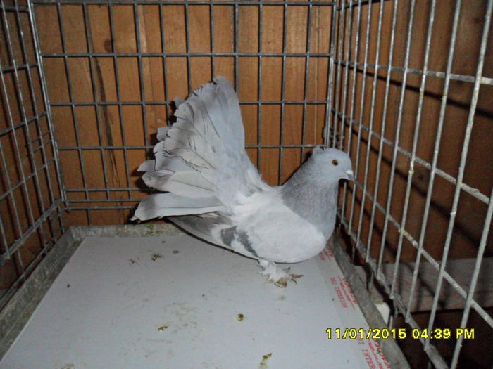 SAM_3096 - voltati indieni 2015