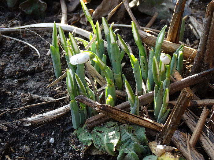 DSC08362 - Plante in gradina 2015