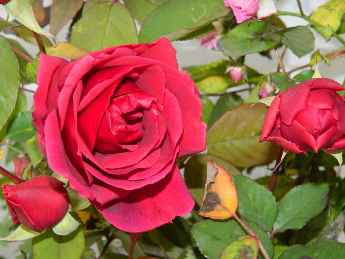 DSCN7142 - 2015_IANUARIE_ALBUM SPECIAL