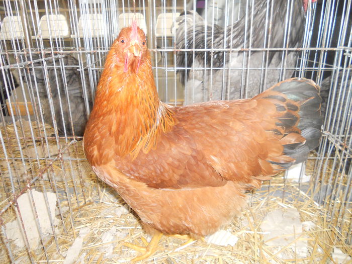 DSCN7852 - Animalele mele la expo 2015