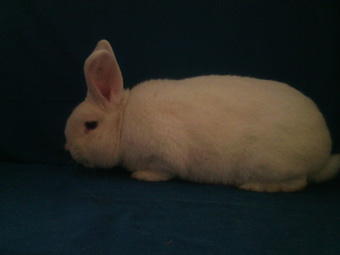 MASCUL RO 12 LINIE SLOVACA -GERMANA - DE VANZARE PROMO 2015