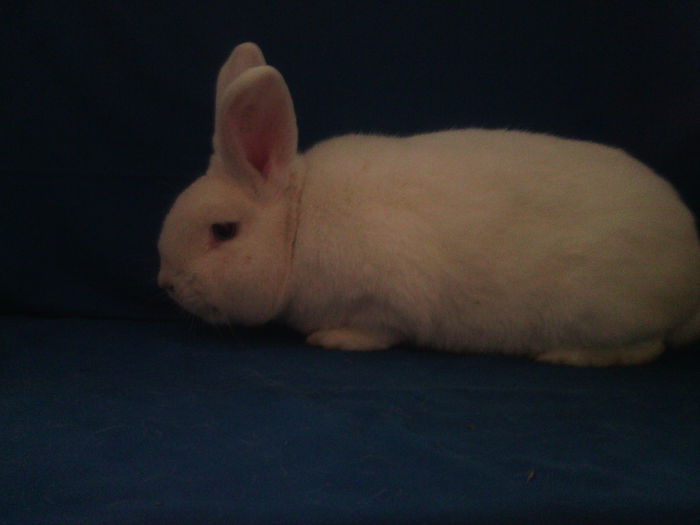 ROBUST SI FOARTE IUTE