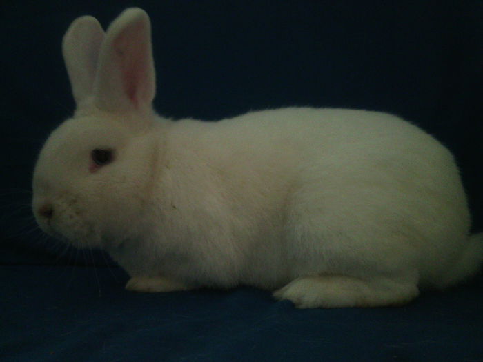 RO 12 PRODUCTIE PROPRIE