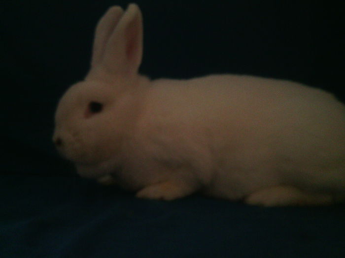 FEMELA RO 38 GESTANTA