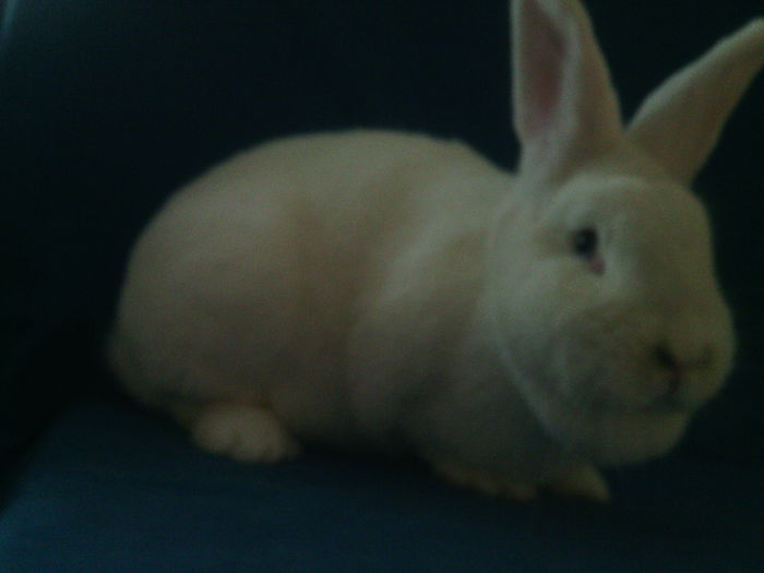 FEMELA RO 38 GESTANTA